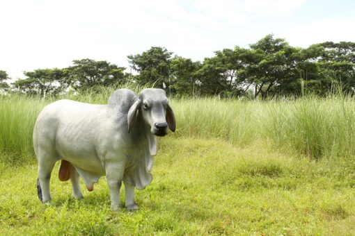 BRAHMAN BULL JR 140101 - Image 17