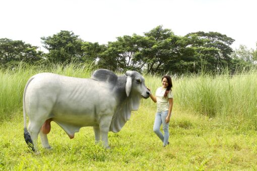 BRAHMAN BULL JR 140101 - Image 16