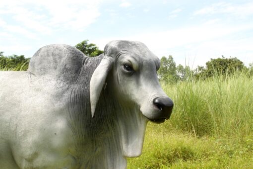 BRAHMAN BULL JR 140101 - Image 15