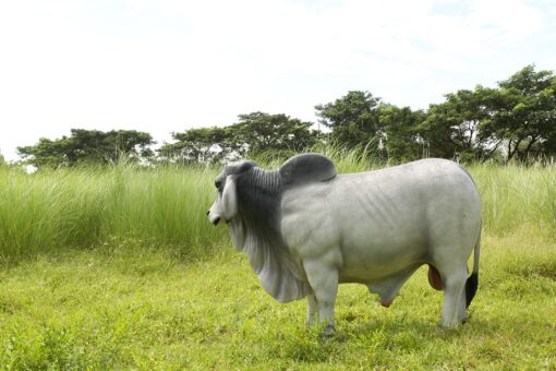 BRAHMAN BULL JR 140101 - Image 14