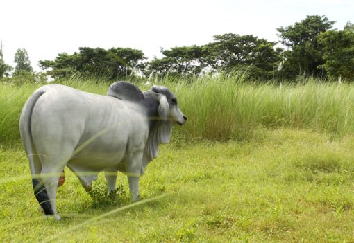 BRAHMAN BULL JR 140101 - Image 13