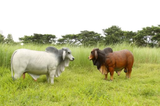 BRAHMAN BULL JR 140101 - Image 12