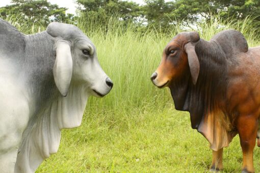 BRAHMAN BULL JR 140101 - Image 11