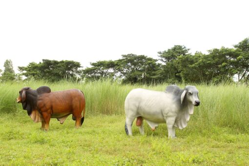 BRAHMAN BULL JR 140101 - Image 10