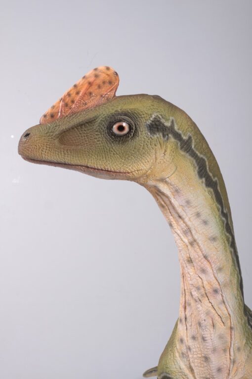 DILONG PARADOXUS JR 160273 - Image 12