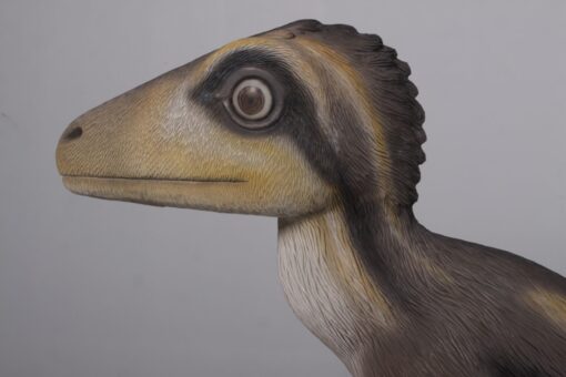 THEROPOD JUVENILE SITTING JR 170204 - Image 14