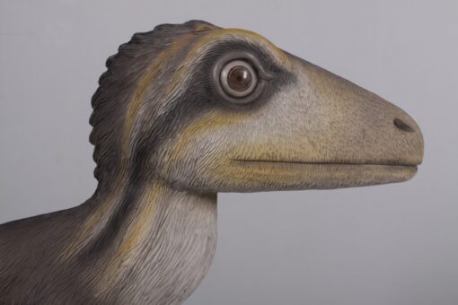 THEROPOD JUVENILE SITTING JR 170204 - Image 8