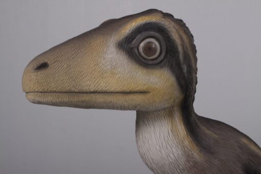 THEROPOD JUVENILE SITTING JR 170204 - Image 2