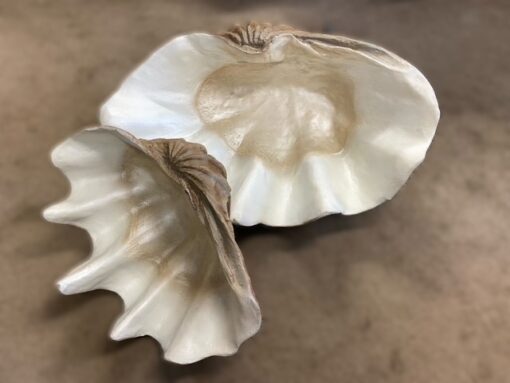 SEA SHELL JR 1783 - Image 2