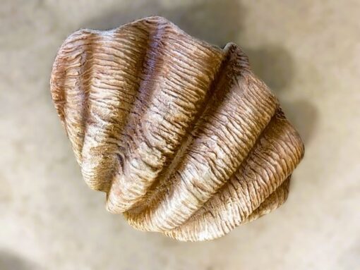 SEA SHELL JR 1783 - Image 3