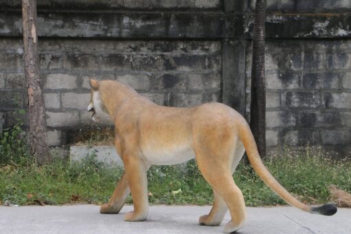 WALKING LIONESS JR 180220 - Image 10