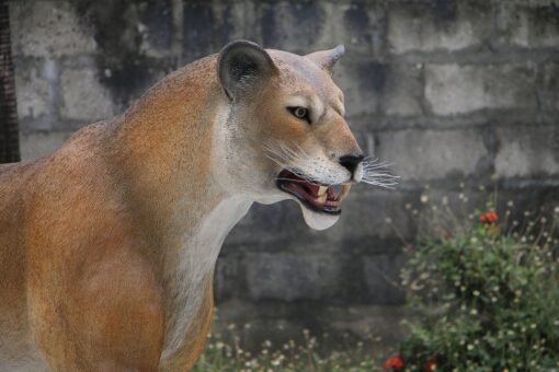 WALKING LIONESS JR 180220 - Image 4