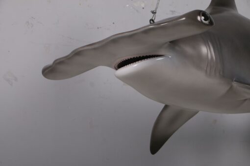 SCALLOPED HAMMERHEAD SHARK 6FT JR 190101 - Image 4