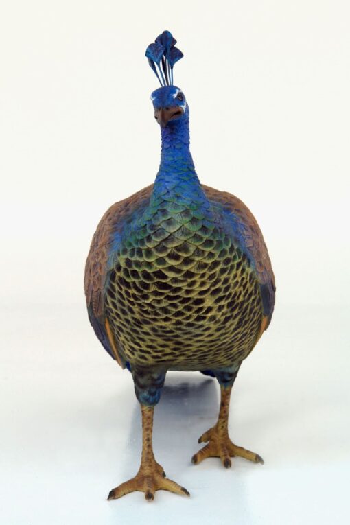 PEACOCK FEMALE JR 2687 - Image 5