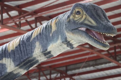 AUSTRALOTITAN JR 210199 - Image 4