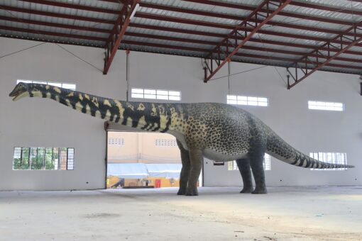 AUSTRALOTITAN JR 210199 - Image 8