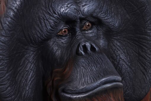 ORANGUTAN SITTING -3FT JR 220041 - Image 2