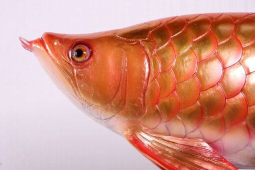 AROWANA FISH JR 220104 - Image 4