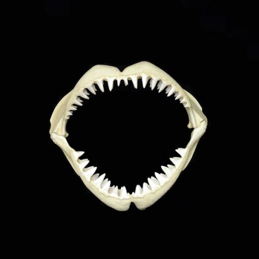 GREAT WHITE SHARKS JAWS JR 2456