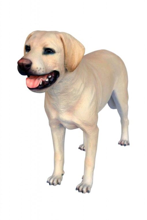 LABRADOR YELLOW JR 2950