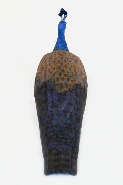 PEACOCK MALE JR 2686 - Image 6