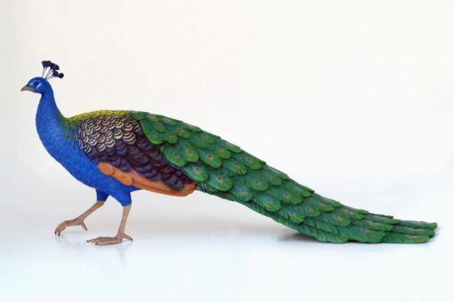 PEACOCK MALE JR 2686 - Image 5