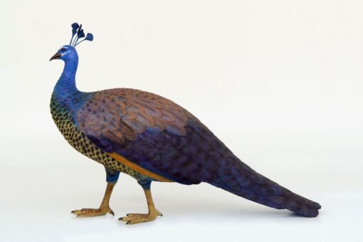 PEACOCK FEMALE JR 2687 - Image 4