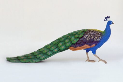 PEACOCK MALE JR 2686 - Image 4