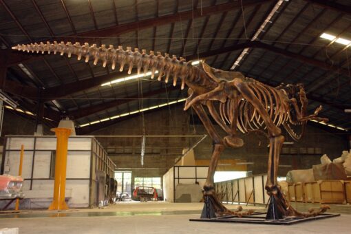 T REX SKELTEON JR 2602 - Image 4