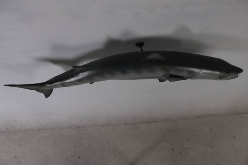 BARRACUDA JR 100077 - Image 4