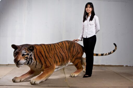 TIGER - BENGAL JR 080120 - Image 8