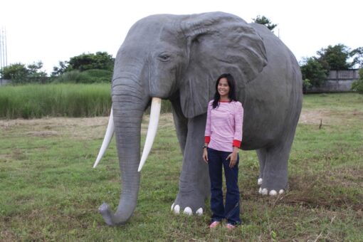 ELEPHANT - AFRICAN JR 100059 - Image 5