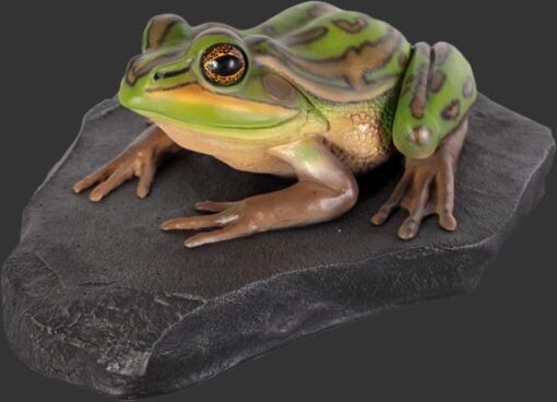 GREEN AND GOLDEN BELL FROG ON ROCK JR 100002