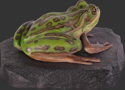 GREEN AND GOLDEN BELL FROG ON ROCK JR 100002 - Image 3