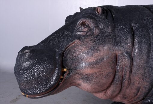 HIPPOPOTAMUS JR 140043 - Image 7