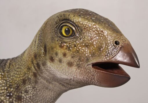 HYPSILOPHODONT JR 120008 - Image 9
