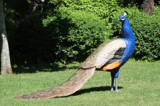 PEACOCK MALE JR 110074
