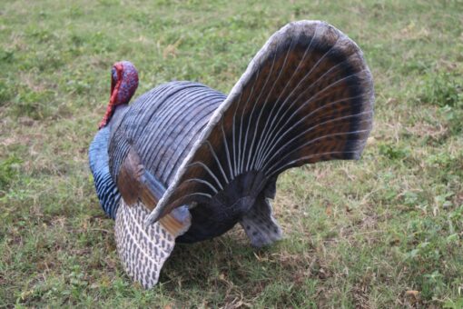 WILD TURKEY JR 100126 - Image 6