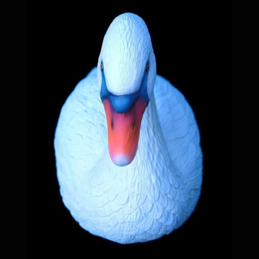 SWAN JR MS - Image 3