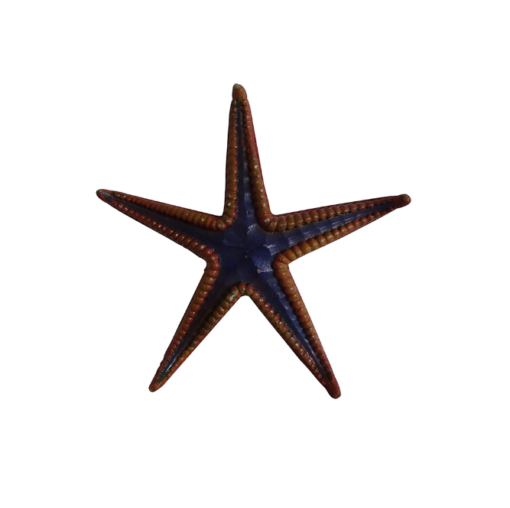 ROYAL STARFISH JR R-203