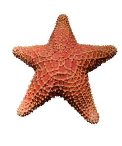 CRABS, LOBSTERS AND STARFISH