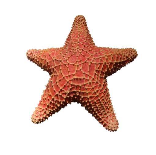 CUSHION STARFISH JR R-205