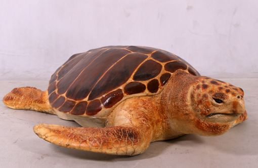 LOGGERHEAD TURTLE JR 090048
