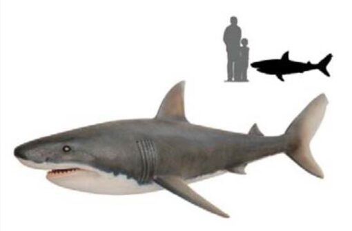 SHARK JR R-024