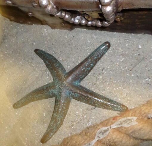 STARFISH 25CM BRONZE JR 140085 - Image 2