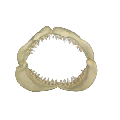 GREAT WHITE SHARKS JAWS JR 2458