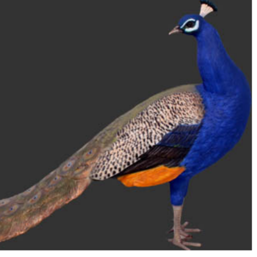 PEACOCK MALE JR 110074 - Image 3