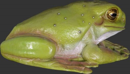 FROG JUMBO JR 090012 - Image 7