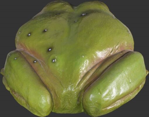 FROG JUMBO JR 090012 - Image 5