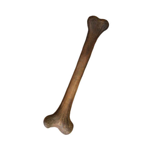 BONE SMALL JR R-042